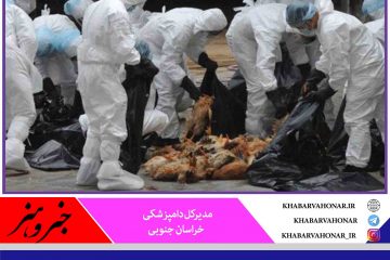 معدوم سازی ۳۶ هزار قطعه مرغ آلوده به آنفلوانزای پرندگان در بیرجند