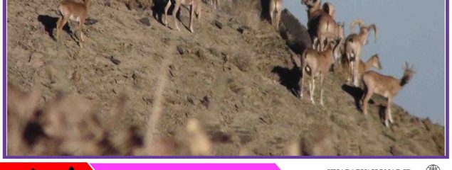 جمعیت حیات وحش در شاسکوه زیرکوه ۲۰ درصد افزایش یافت