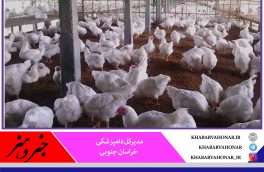 شرایط آنفلوانزای پرندگان در خراسان جنوبی رو به بهبودی است