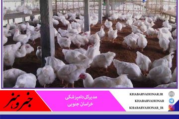 شرایط آنفلوانزای پرندگان در خراسان جنوبی رو به بهبودی است