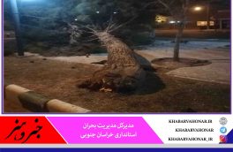 طوفان، ۱۸ اصله درخت را در خراسان جنوبی شکست