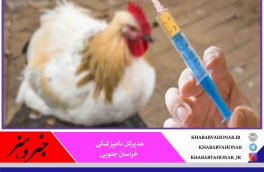 واکسینه شدن ۹۰ درصدی واحد‌های مرغداری خراسان جنوبی