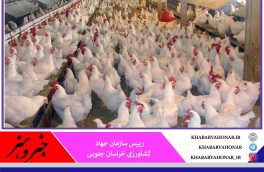 صادرات ۷۰ درصد تولیدات مرغ خراسان جنوبی به استان‌های مجاور و خارج از کشور