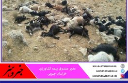 برخورد صاعقه و تلف شدن ۵۰ رأس دام در روستای آسو از توابع گازار خراسان جنوبی