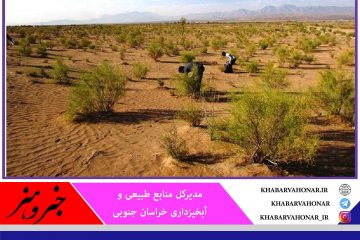 ۲ کانون ملخ کوهان‌دار در خراسان جنوبی شناسایی شد