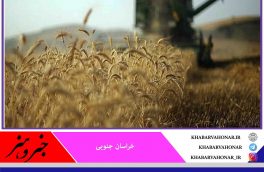 ۴۳ هزار تن گندم در خراسان جنوبی برداشت می‌شود