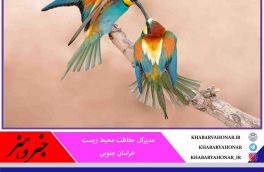 سرشماری بیش از ۶ هزار پرنده مهاجر در خراسان جنوبی