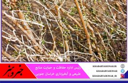 سم پاشی ۳۲۰۰ هکتار از اراضی خراسان جنوبی علیه آفت ملخ کوهاندار