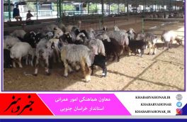 خرید دام عشایر خراسان جنوبی شتاب می‌گیرد