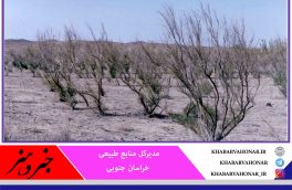 تاغزارهای خراسان جنوبی با توجه به گرمای شدید هوا و خشکسالی بی سابقه در معرض نابودی