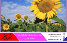 کشت آفتابگردان در ۳۳۰ هکتار از اراضی کشاورزی خراسان جنوبی