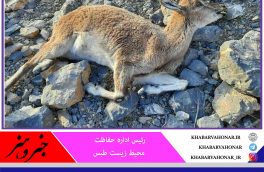 تلفات ۷۰ راس کل و بز در منطقه آزاد پیرحاجات طبس