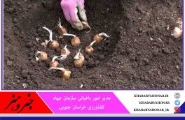 در آستانه پاییز آغاز کشت طلای سرخ در خراسان جنوبی