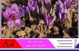 سطح زیرکشت زعفران در خراسان جنوبی افزایش یافت