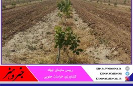 خشکسالی ۲ هزار و ۴۴۰ میلیارد تومان به کشاورزی خراسان جنوبی خسارت زد
