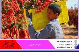 پیش بینی تولید ۲۲ هزار تن زرشک در خراسان جنوبی
