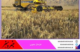 آغاز بیمه غلات در خراسان جنوبی از اول پاییز