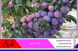 پیش بینی برداشت ۳۰۹ تن آلو در شهرستان قاین