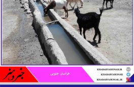 جمعیت دامی عشایر در شهرستان سربیشه ۱۰ درصد کاهش یافت