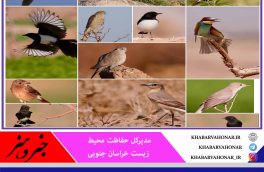 با همکاری دوستداران محیط زیست شناسایی و ثبت ۵۵ گونه جدید پرنده در خراسان جنوبی