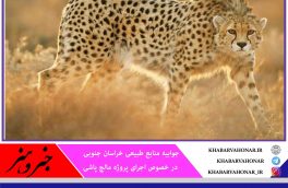 مالچ پاشی کیلومترها دورتر از زیستگاه یوز ایرانی انجام می‌شود