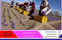 آمادگی تعاون روستایی برای خرید توافقی زعفران در خراسان جنوبی