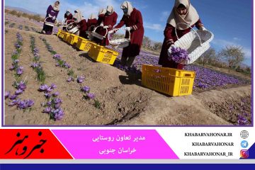 آمادگی تعاون روستایی برای خرید توافقی زعفران در خراسان جنوبی