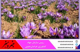 کاهش ۷۰ درصدی تولید زعفران در خراسان جنوبی