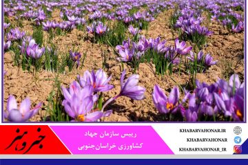 کاهش ۷۰ درصدی تولید زعفران در خراسان جنوبی