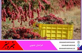 تحقق وعده دولت؛ خرید حمایتی زرشک در خراسان جنوبی آغاز شد