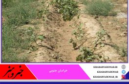 سیلاب ۵۷۳ میلیارد ریال به کشاورزی خراسان جنوبی خسارت زد