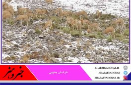 توزیع ۴ تن علوفه برای حیات وحش خراسان جنوبی