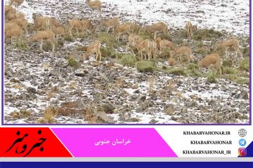 توزیع ۴ تن علوفه برای حیات وحش خراسان جنوبی