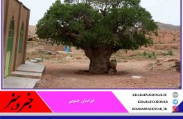 درخت ۶۰۰ ساله در خراسان جنوبی ثبت ملی شد
