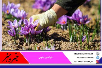پژوهشگران دانشگاه بیرجند به نتایج جدید از خواص زعفران دست یافتند
