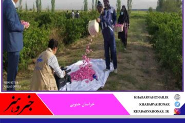 پیش بینی می گردد ۳۷۰ تن گل تر طی سال جاری از گلستان های گل محمدی شهرستان سربیشه برداشت شود