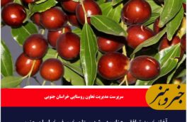 آغاز خرید توافقی عناب در شهرستان خوسف خراسان جنوبی