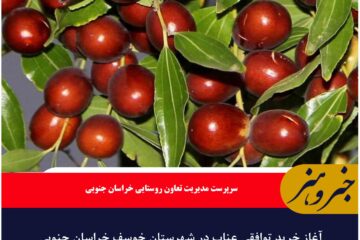 آغاز خرید توافقی عناب در شهرستان خوسف خراسان جنوبی