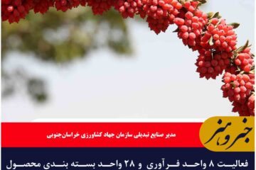 فعالیت ۸ واحد فرآوری  و ۲۸ واحد بسته بندی محصول زرشک در خراسان جنوبی