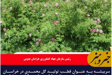 سربیشه با بیشترین سطح زیرکشت و تولید قطب تولید گل محمدی در خراسان جنوبی است