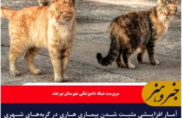 آمار افزایشی مثبت شدن بیماری هاری در گربه‌های شهری در بیرجند زنگ هشدار