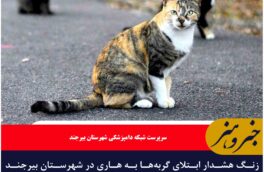 زنگ هشدار ابتلای گربه‌ها به هاری در شهرستان بیرجند