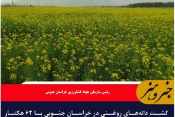 کشت دانه‌های روغنی در خراسان جنوبی با ۶۲ هکتار زیر کشت ۳۱ برابر شد