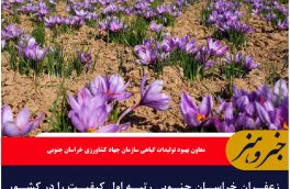 زعفران خراسان جنوبی رتبه اول کیفیت را در کشور دارد