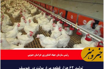 تولید ۶۲ هزار قطعه مرغ پولت در خوسف
