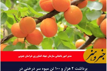 برداشت ۲ هزار و ۱۰۰ تن میوه سر درختی در خراسان جنوبی