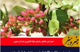 پیش بینی برداشت ۱۷ هزار تن پسته در خراسان جنوبی