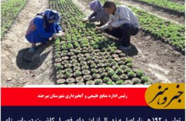 تولید ۱۹۲ هزار اصله نهال از ابتدای فصل کاشت در راستای طرح مردمی کاشت یک میلیارد درخت در بیرجند