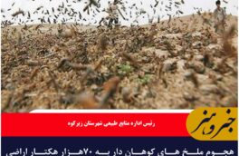 هجوم ملخ های کوهان دار به ۷۰هزار هکتار اراضی زیرکوه