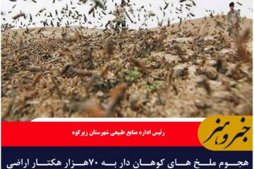 هجوم ملخ های کوهان دار به ۷۰هزار هکتار اراضی زیرکوه
